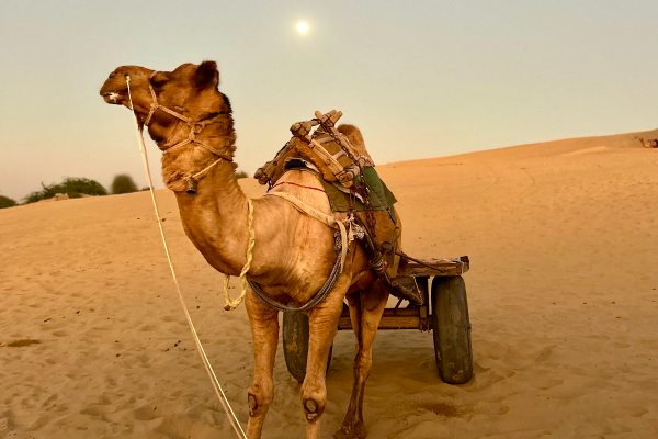 camal-safari